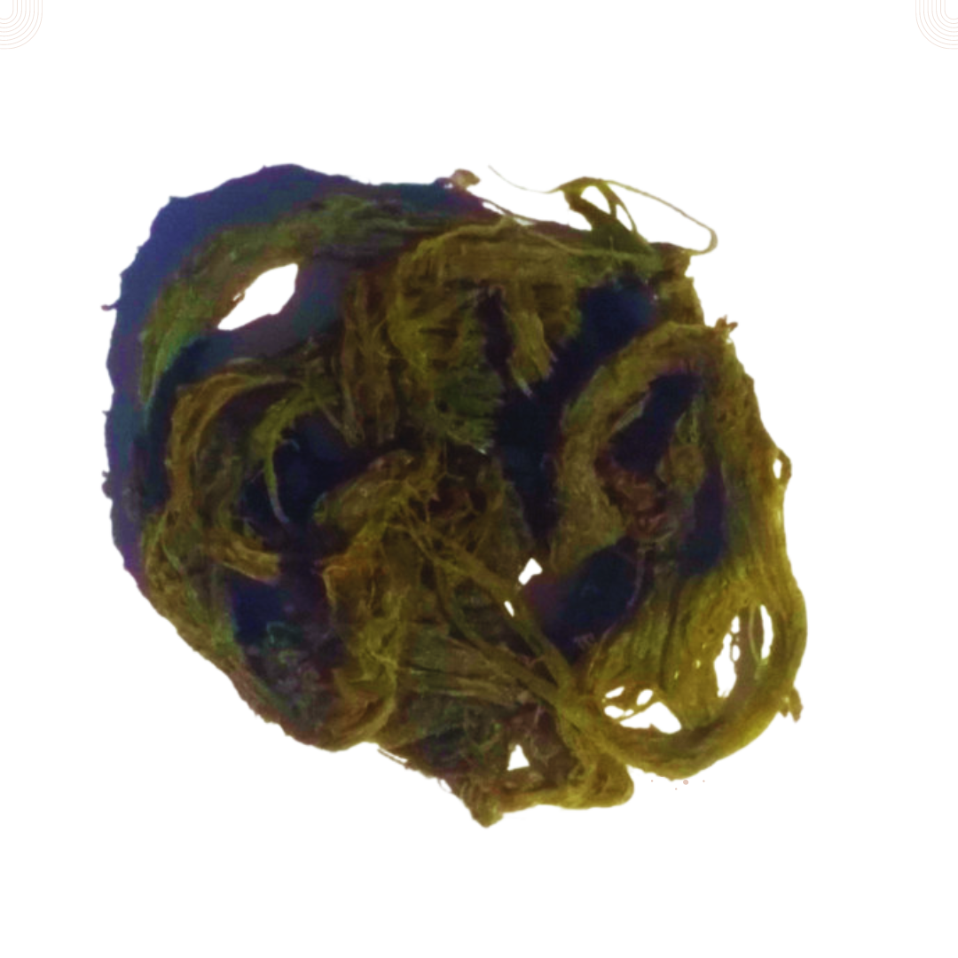Spirulina (Blue-Green Algae) (Spirulina Platensis)