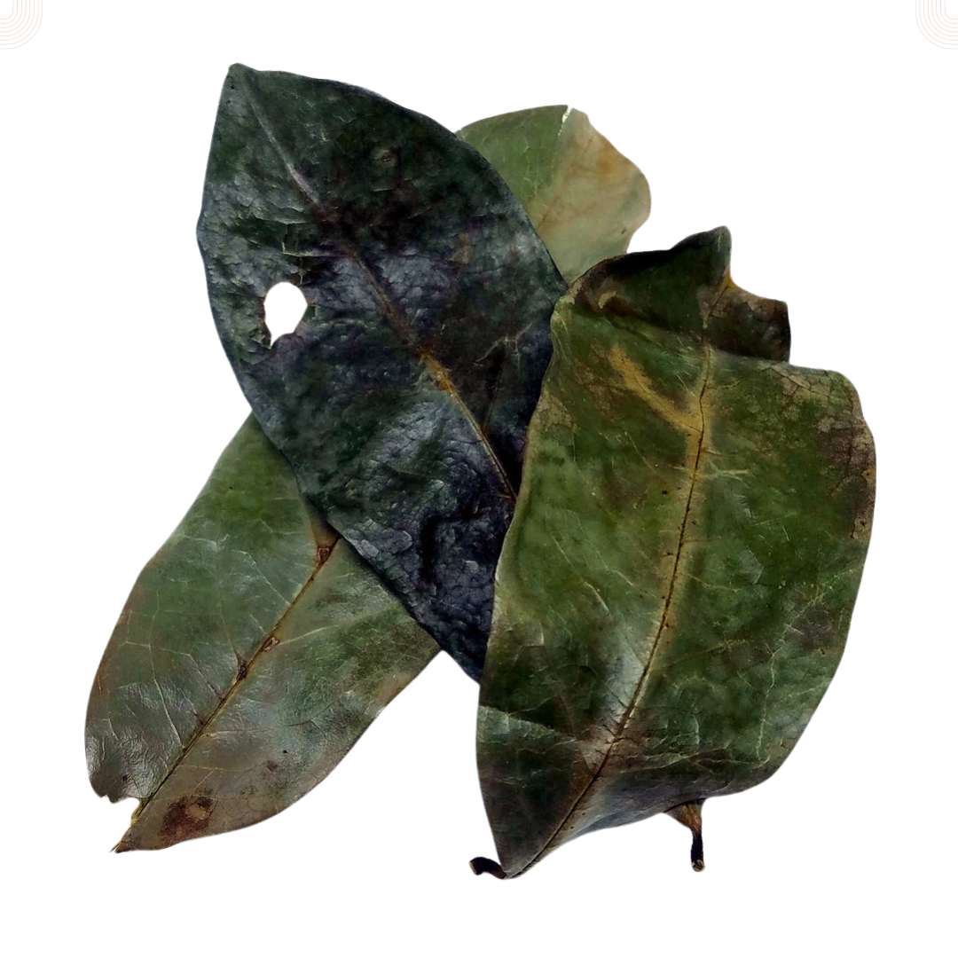 Graviola/Soursop Leaves