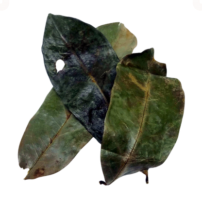 Graviola/Soursop Leaves